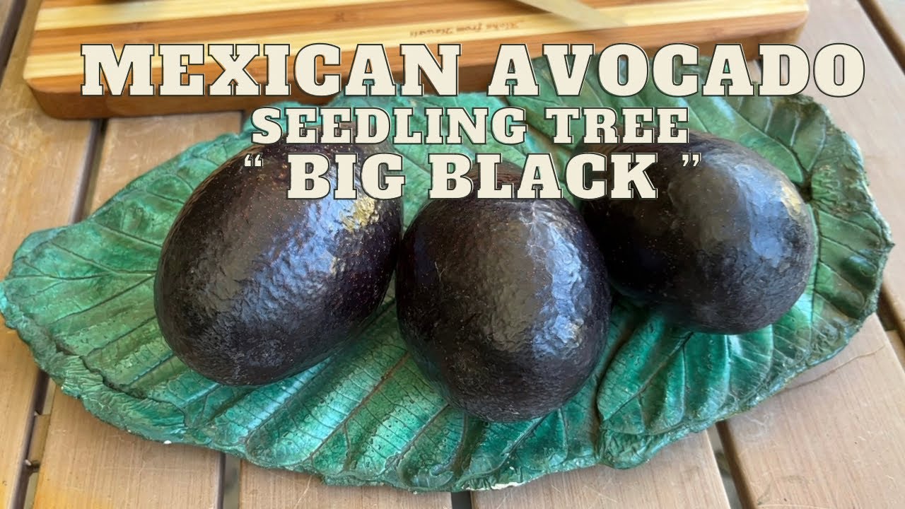 &ldquo; BIG  BLACK &ldquo; MEXICAN SEEDLING AVOCADO | Cold Hardy Tree | SAMPLING the FRUIT