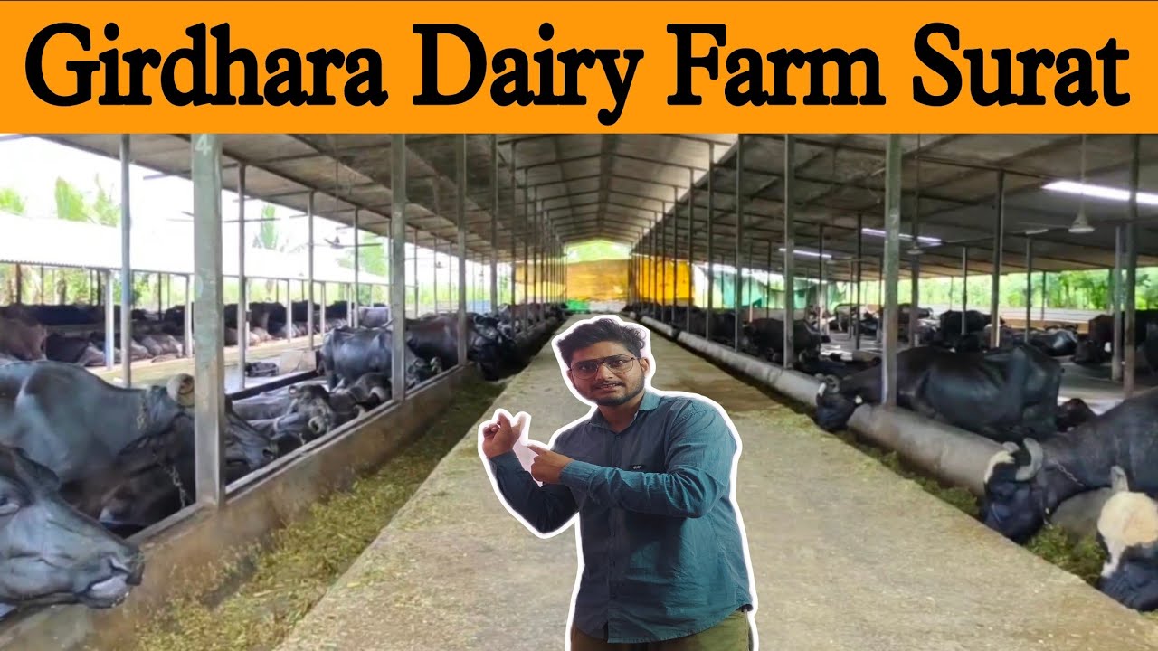 Girdhara Dairy Farm Surat Gujarat Tour | Harshit Farming Vlogs