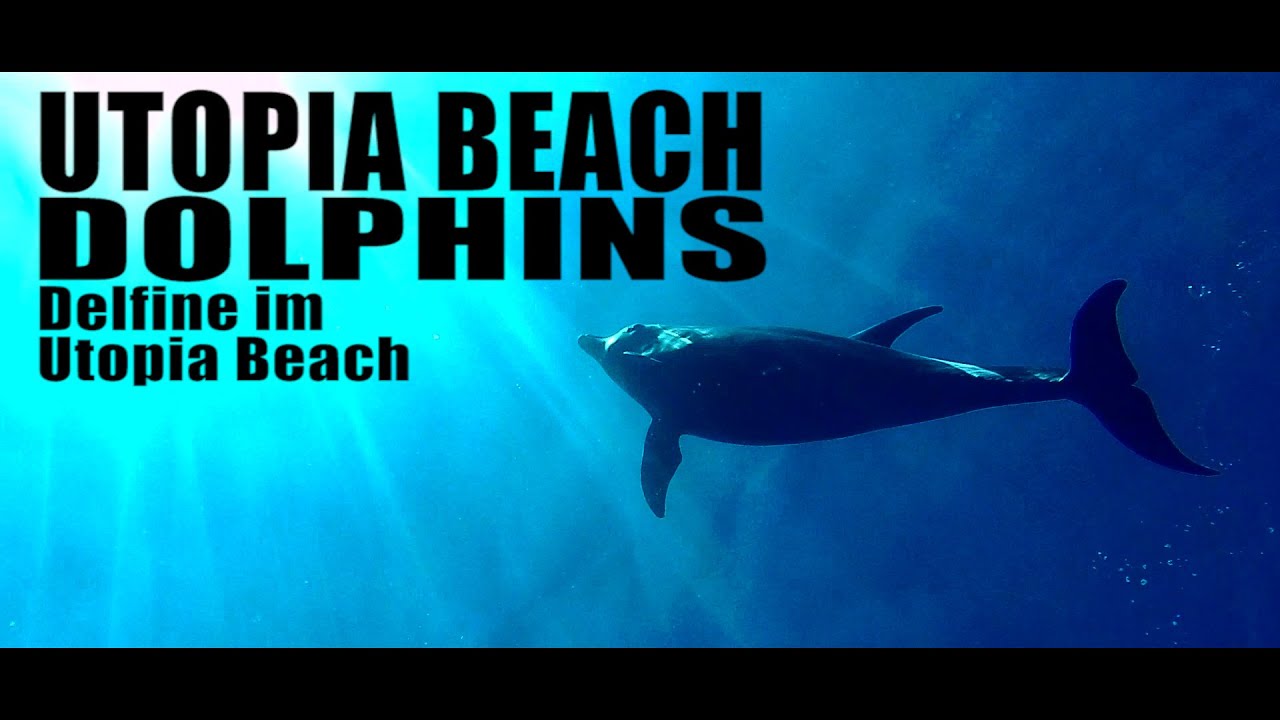 Utopia Beach Dolphins (Delfine im Utopia Beach)