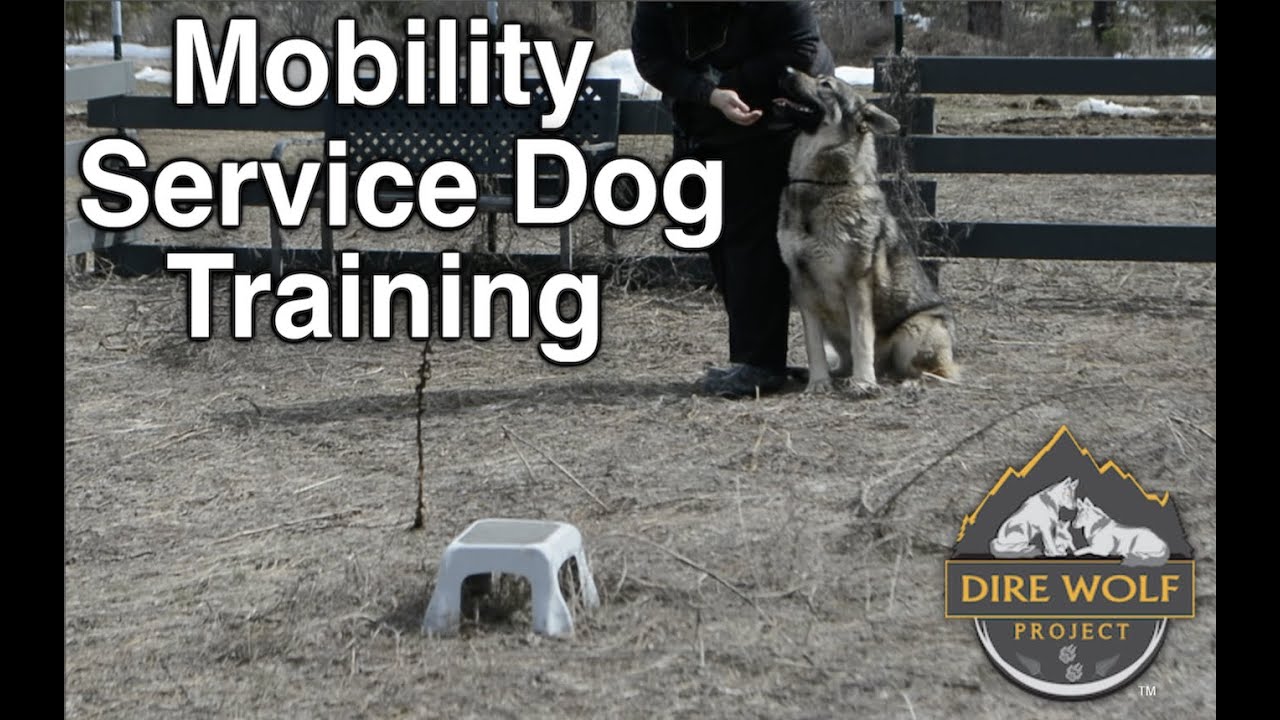 Mobility Service Dog Training
