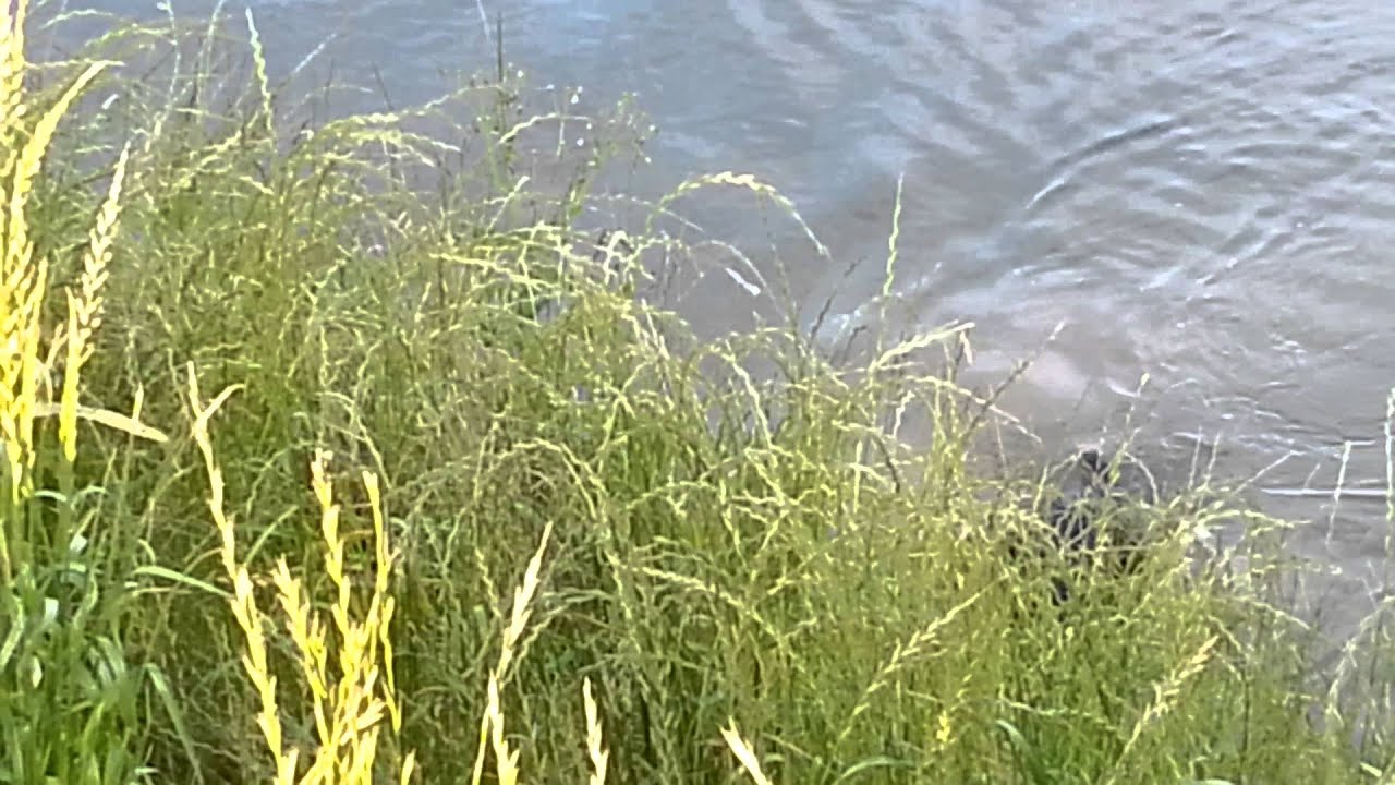 Nogmaals Bert de Grote Poedel