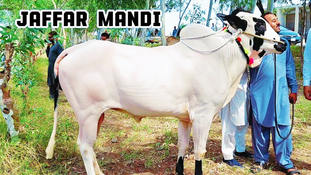 Jaffar Mandi Fathajunji Bulls Price Update | Dhani Bull #sktv27 #sktv #jaffarmandi #fathajungibull