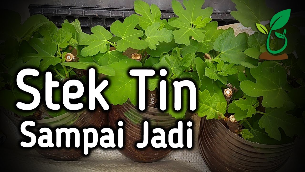 Cara Stek Buah Tin Untuk Perbanyakan Tanaman Menggunakan Cutting Batang