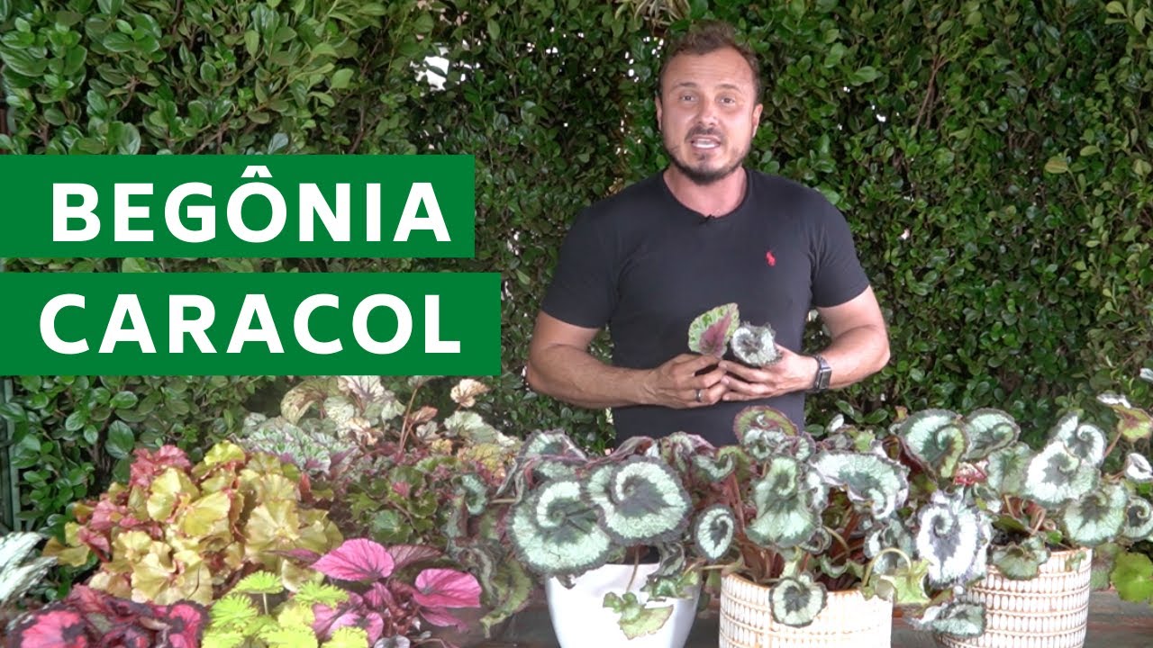 BEGÔNIA CARACOL | As curiosidades dessa Begônia toda DIFERENTE | Murilo Soares