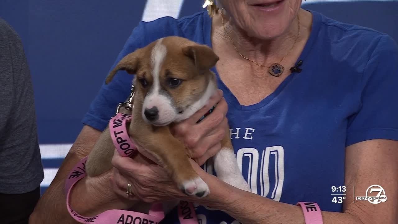 Puppies are up for adoption through the Good Dog Rescue