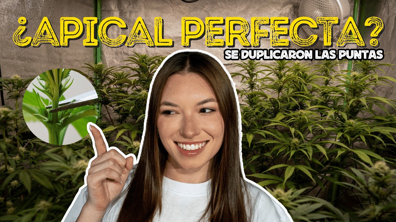 Poda Apical Cannabis: C&oacute;mo Duplicar tus Cogollos Principales 🌱