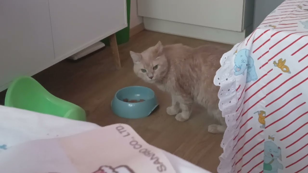 Вкуснее🤩Лапкой🐱Кушать ...
