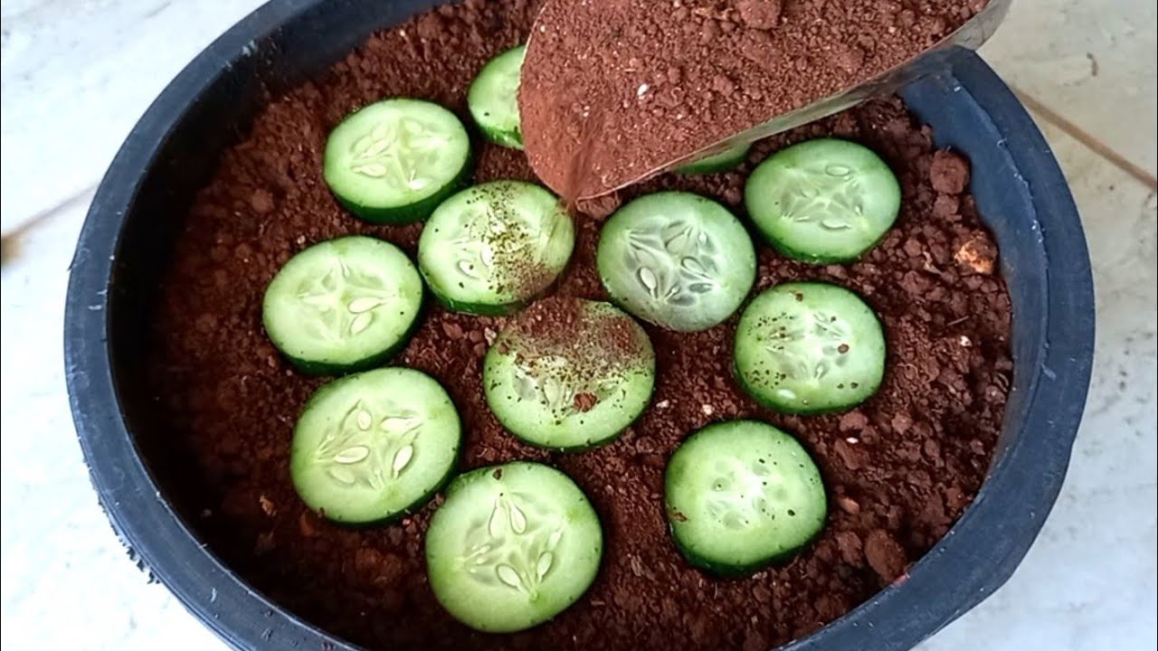 ابسط طريقة لزراعة الخيار البلدي