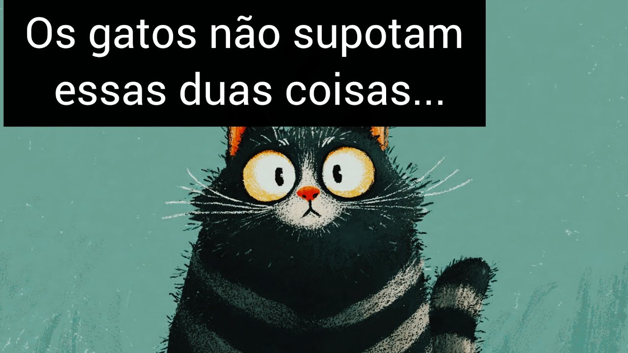Os gatos não supotam essas duas coisas ...