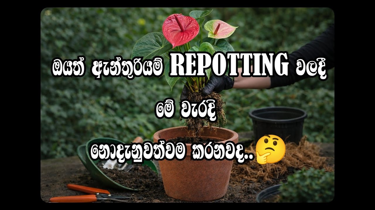 🌿 ඇන්තුරියම් Repotting වලදී මේ වැරදි කරොත්.Your plant can die ❌  (Full Vedio 🎬) #anthuriumrepotting
