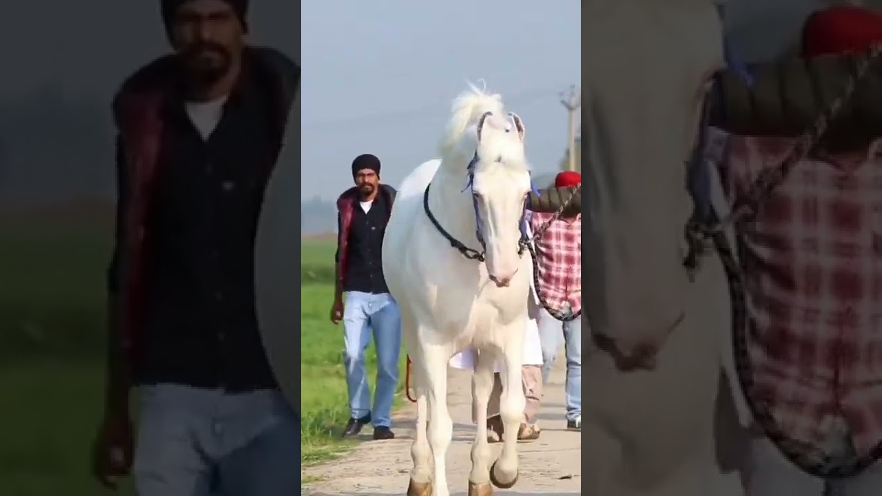 horse lover India #horselover #horse #horseracing #punjabi #punjabihorse #video