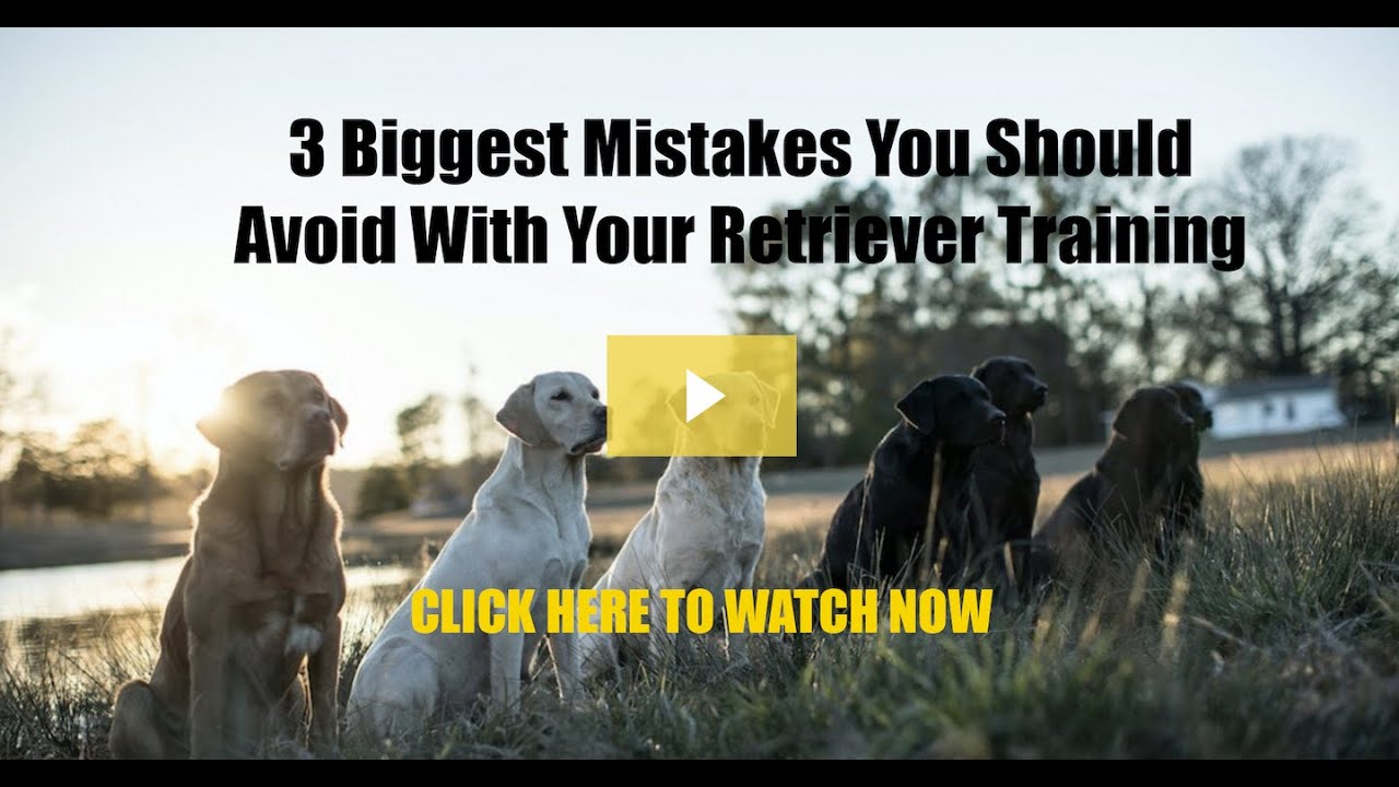 The Three Biggest Mistakes You Should Avoid With Your Retriever Training