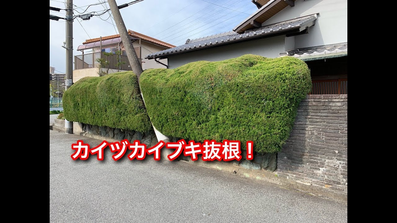 カイヅカイブキ生垣伐採・抜根！（宝塚市）