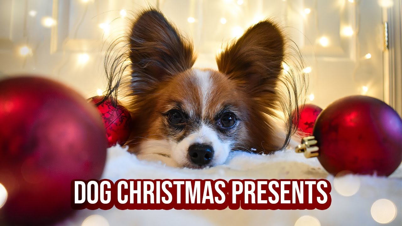 Percy Opens His Secret Santa Gift! // Percy the Papillon