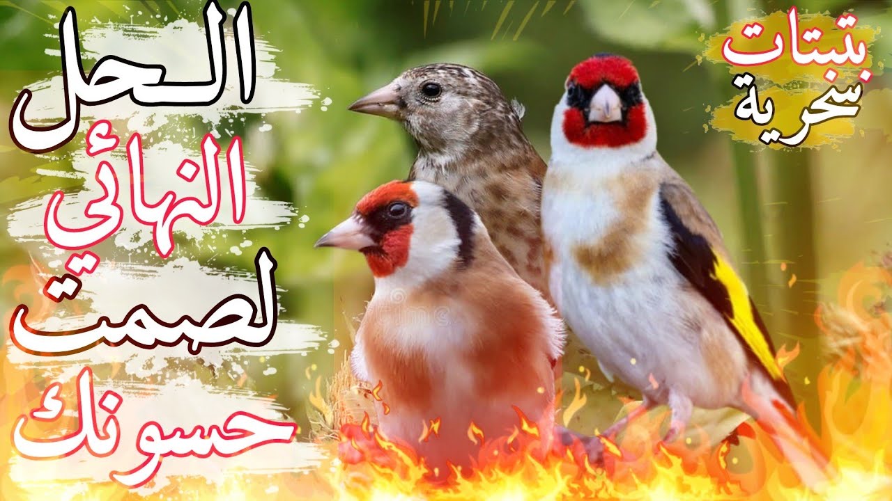 بتبتات حسون احترافية لجعل الحسون يغرد بقوة✨أفضل بتبتات حسون مضمونة لتهييج الحسون الصامت