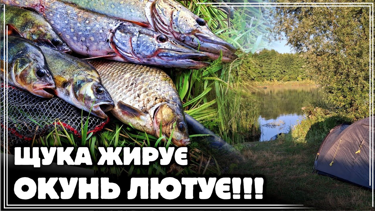 ✅️ ЩУКА жирує, ОКУНЬ лютує 🔥🔥🔥ТРИДЕННІ риболовні пригоди на СУМЩИНІ 🎣🏞‼️