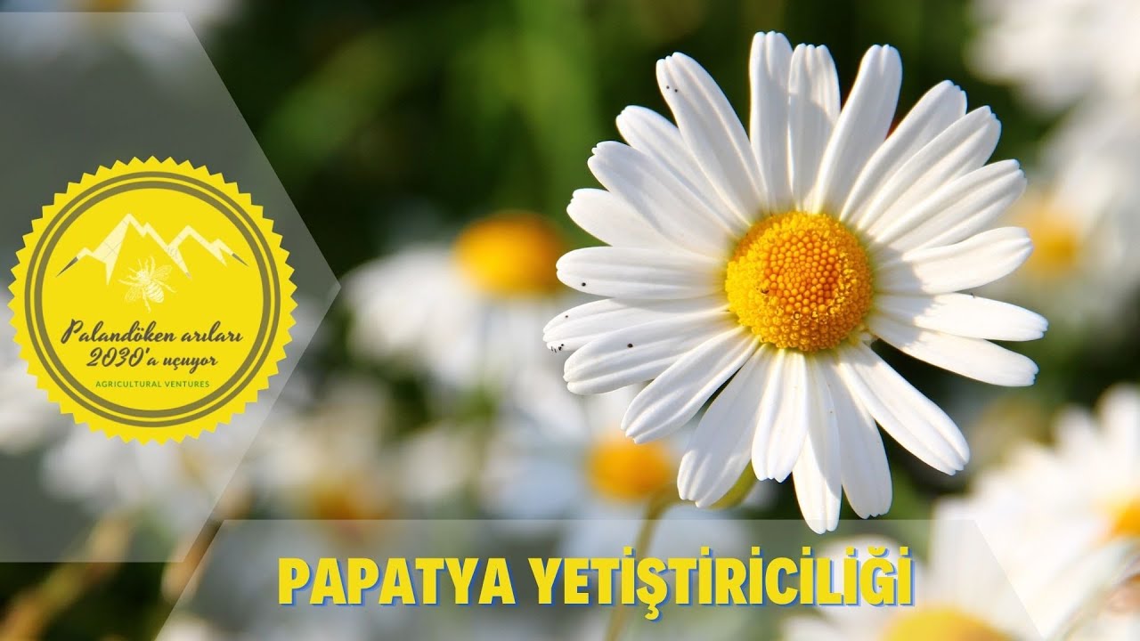 Papatya Yetiştiriciliği - Daisy Cultivation - Выращивание маргариток - کشت دیزی