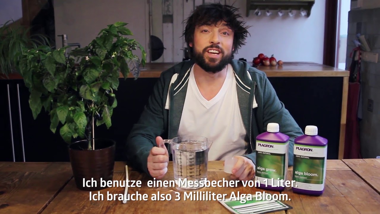 Как применять удобрения Alga Grow and Alga Bloom от Plagron