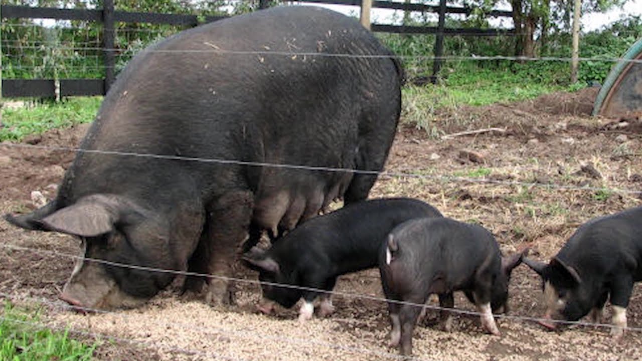 Berkshire Pigs | Kobe Beef Of Pork