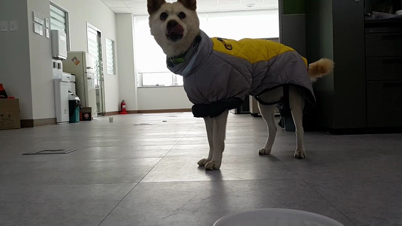 나와 함께한 사무실에서 좋은 기억들이 많은 공장 진돗개 l 사무실을 자기 집으로 알고 자기가 있어야 할 곳으로 생각하는 공장개