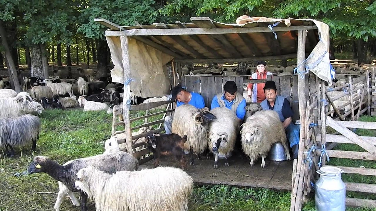 MULSUL A PESTE 400 DE OI TURCANE SI CAPRE LA STANA LUI MARIN CHIOJDEANU ,LA MARGINEA PADURII.