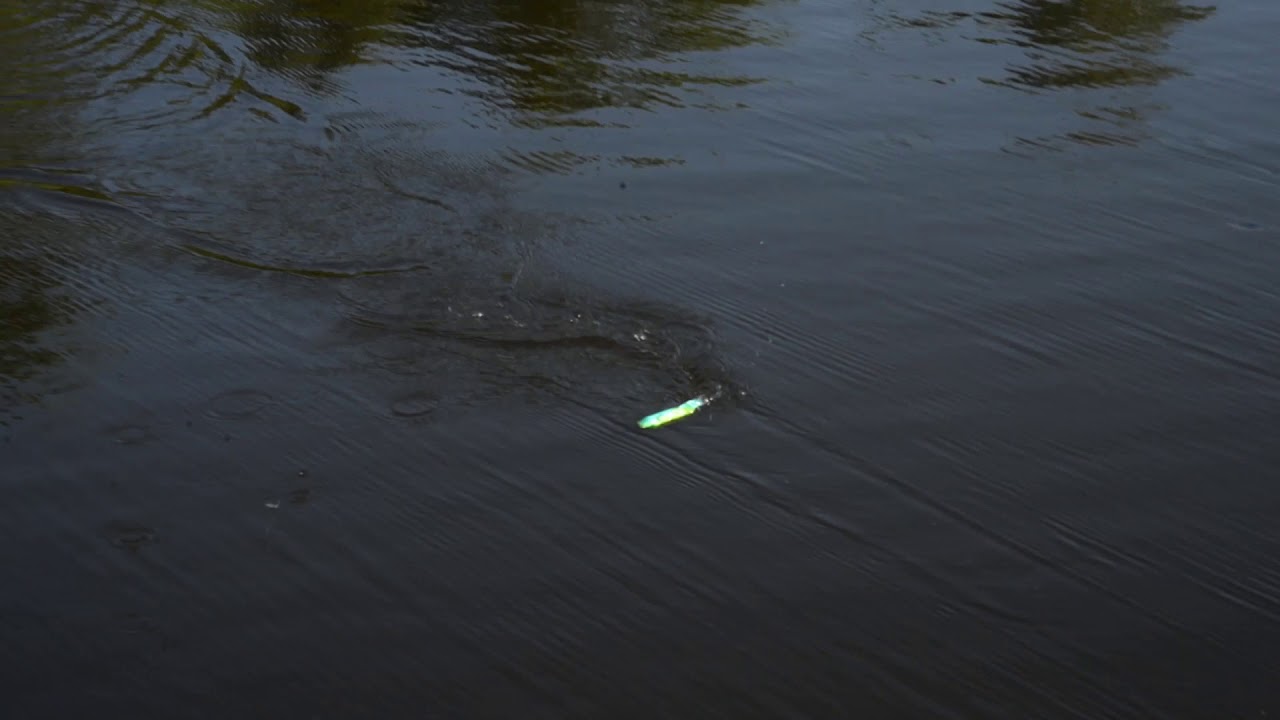 Pilot TopWater Pencil Lure Action Video | Seahawk