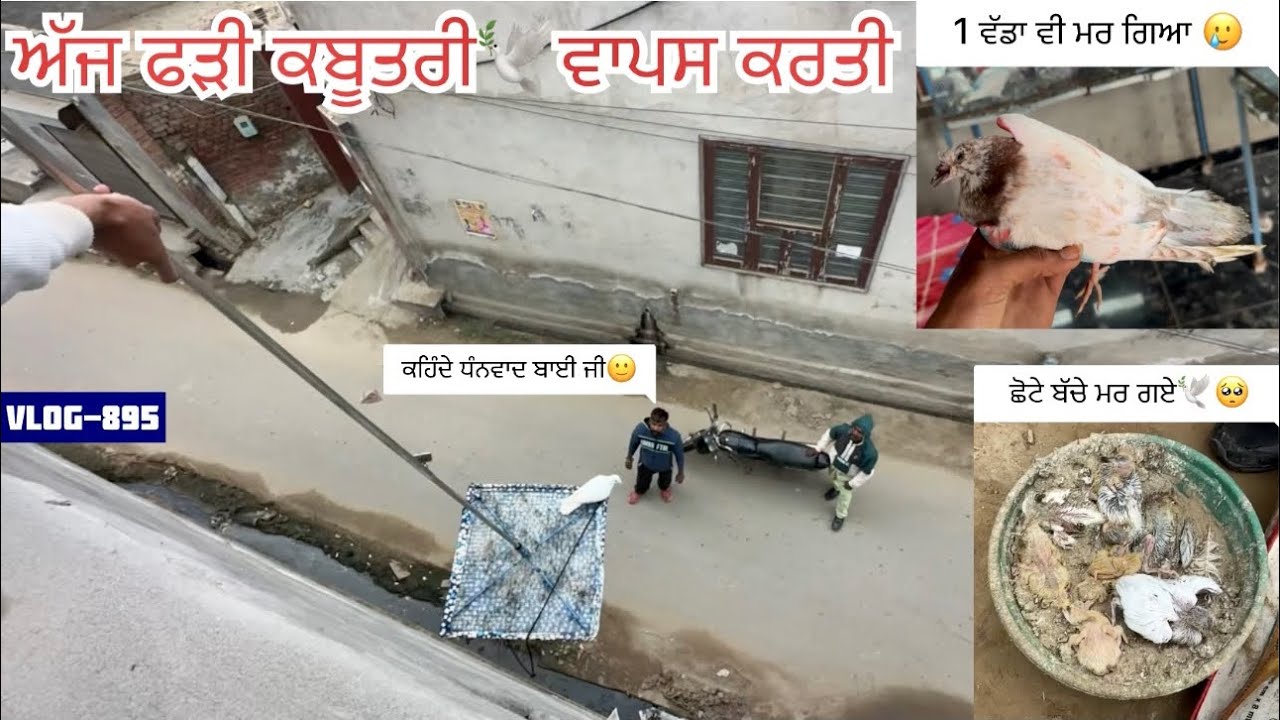 ਲਓ ਜੀ, ਅੱਜ ਸਾਰੇ ਬੱਚੇ ਬਾਹਰ ਕੱਢੇ and ਸਾਰੇ ਛੋਟੇ ਬੱਚੇ ਉਡਾਏ||1ਨੂੰ ਬੈਹਰੀ ਲੈਗੀ🕊️🦅||ਗੁਰੂਸਰ, ਦੇਖੋ ਸਾਰੀ video 
