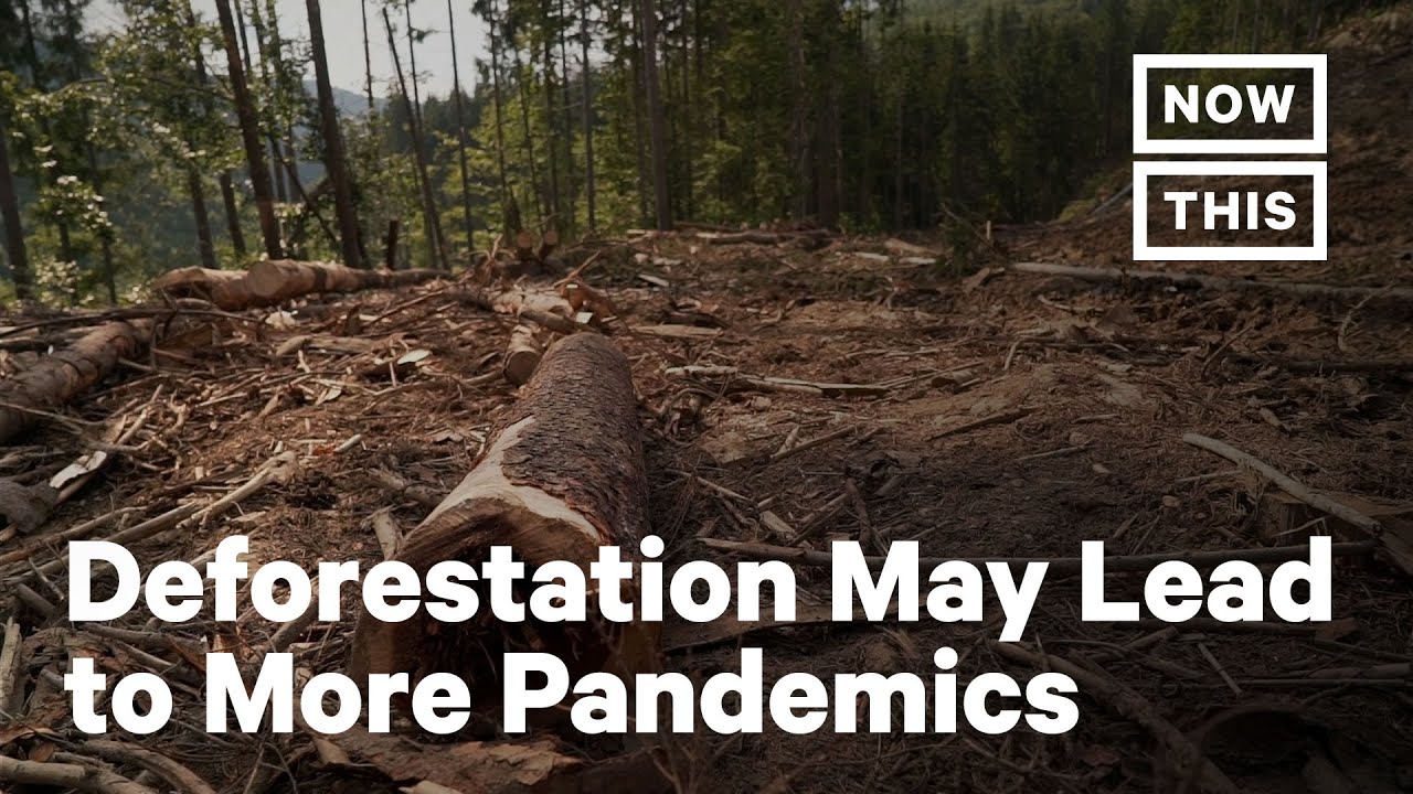 How Deforestation Could Lead to More Pandemics | NowThis Earth