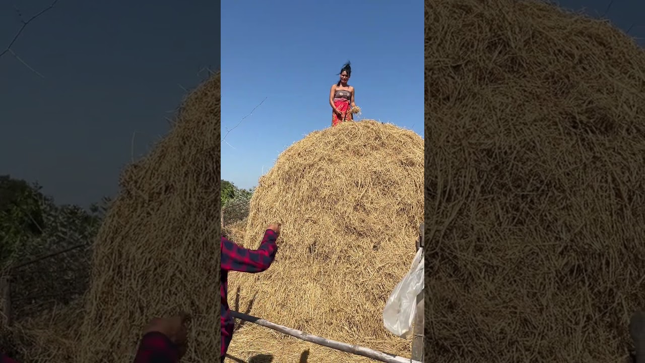 ផ្អើលភូមិទៀតហើយ