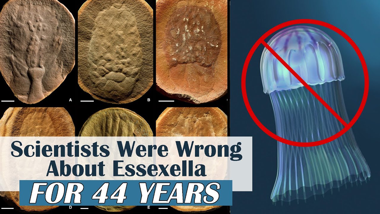 The Most Common Fossil from Mazon Creek isn't what Scientists Thought it Was