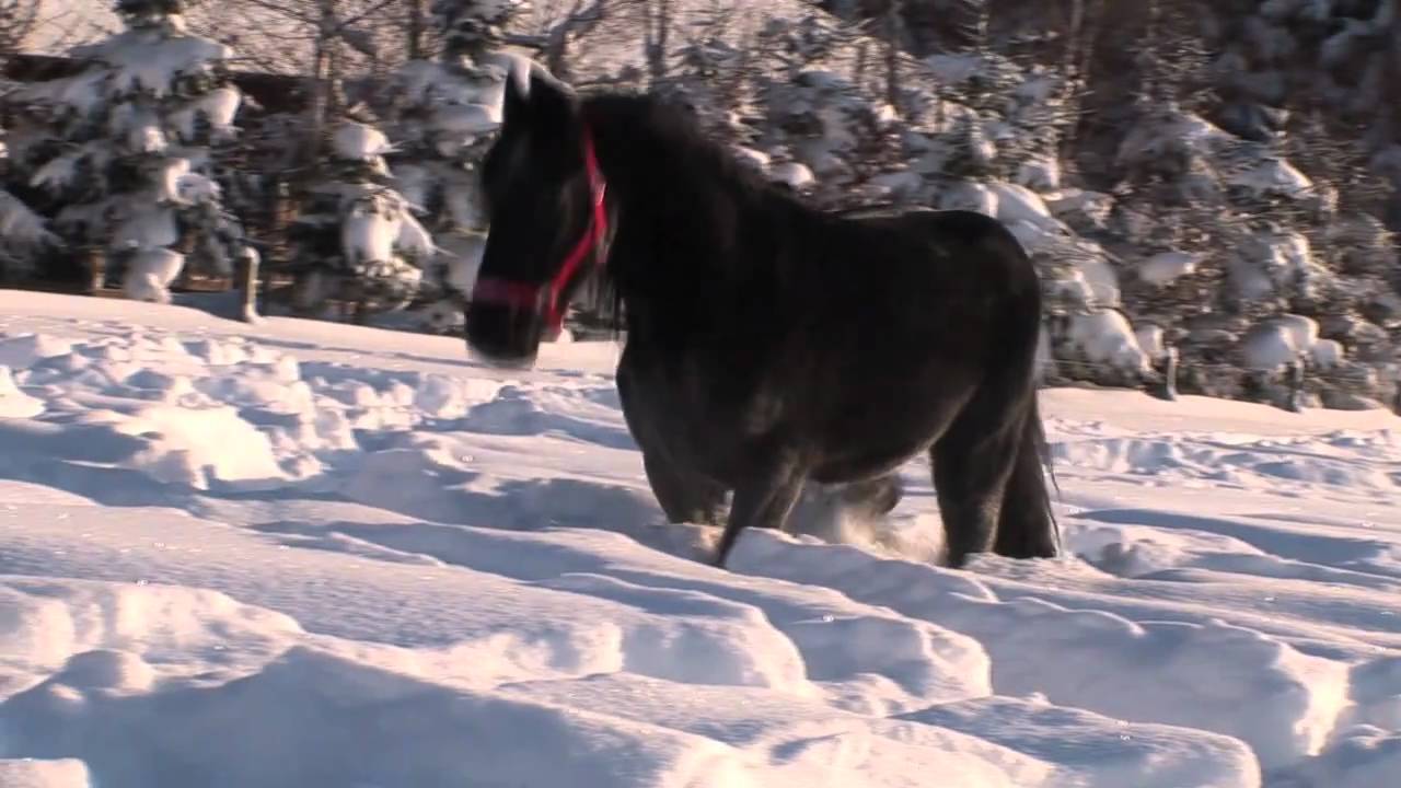 Winter auf Gut Aiderbichl am 16.12.2010