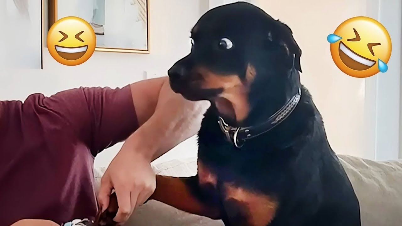 You Can’t Stop Laughing At These Dogs 🤣 FUNNIEST DOGS Video 2026