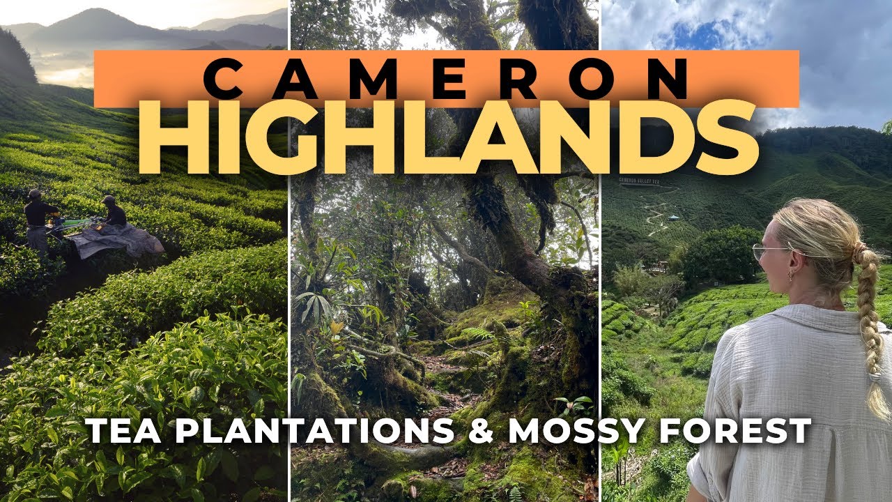 CAMERON HIGHLANDS Malaysia: Alles was du wissen musst!  | Weltreisevlog