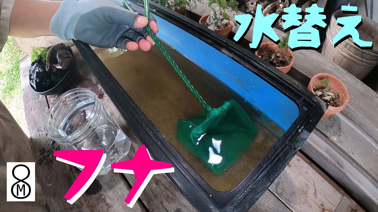 卵から育てたフナ、水替えして天然のろ過フィルターを投入！