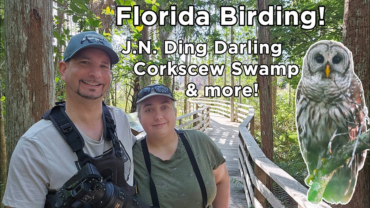 Florida Birding at J N Ding Darling, Corkscrew Swamp Sanctuary and Shark Valley Everglades