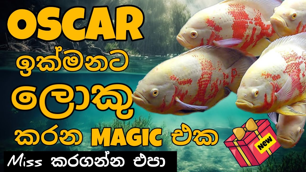 ඔස්කා ලොකුකරන සුපිරි විදිය | Boost Oscar Fish Growth with These Amazing Techniques