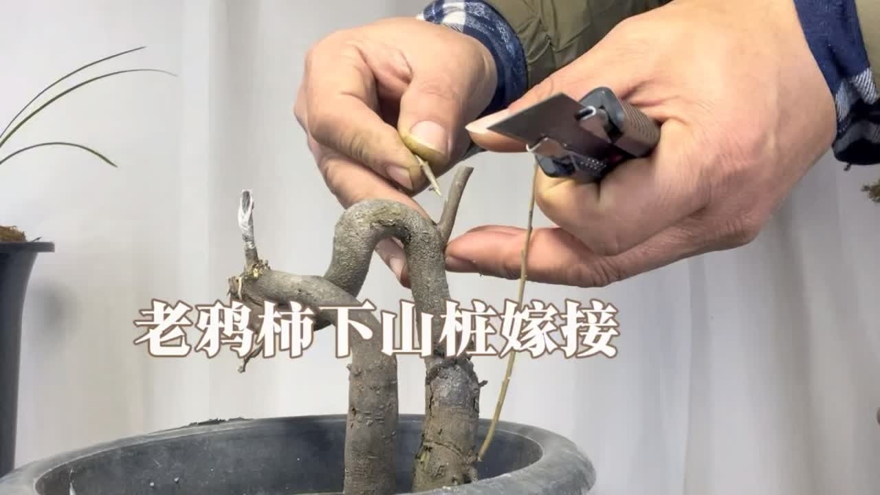 老鸦柿下山桩成活之后，什么时候可以嫁接怎样嫁接？赶紧看看 园艺师教你：老鸦柿下山桩栽活之后移栽和嫁接方法和注意事项。#盆景 #老鸦柿 #老鸦柿嫁接 #老鸦柿下山桩#老鸦柿换盆