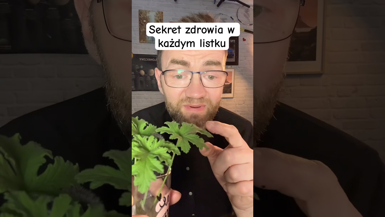 Sekret zdrowia skrywany w listkach - Anginka #geranium #zdrowie #medycynanaturalna