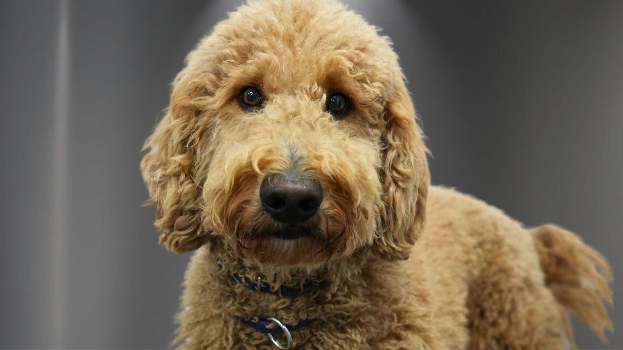 This Matted Doodle Lost His Owner...Wait Until You See His Transformation