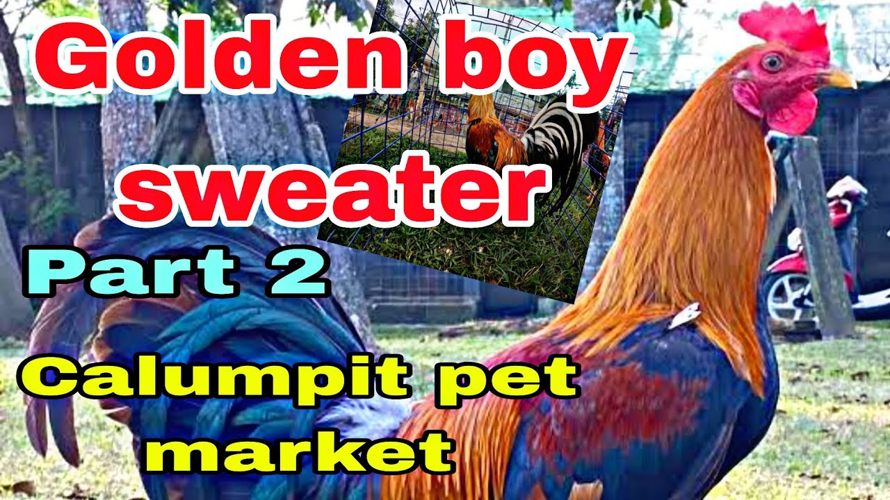 Golden boy Sweater,  Part 2 calumpit pet market .