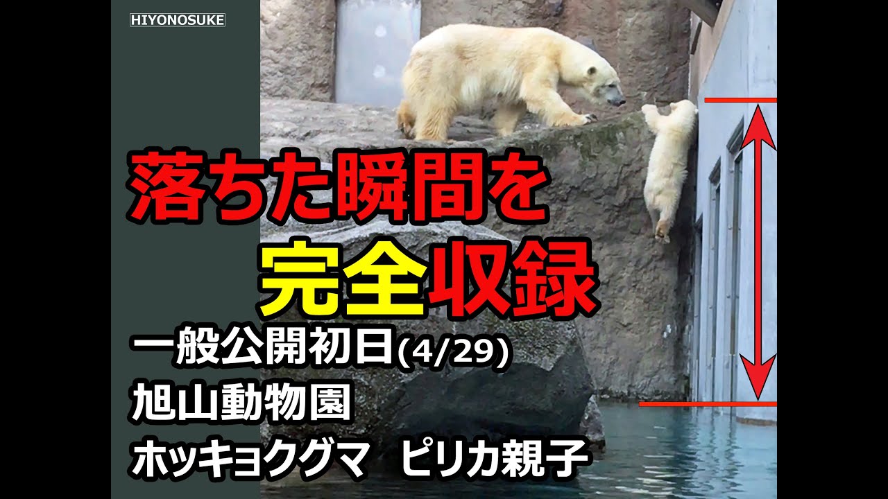 ホッキョクグマの赤ちゃん（ゆめ）　転落の瞬間を収録　（4/29　旭山動物園　赤ちゃん一般公開初日）転落から翌日までの「ピリカ」と「ゆめ」の一部始終収録
