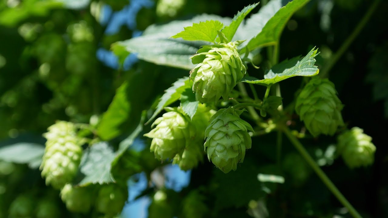 LUPPOLO SELVATICO - Quando e Come Raccogliere e Conservare il LUPPOLO per fare la BIRRA ARTIGIANALE