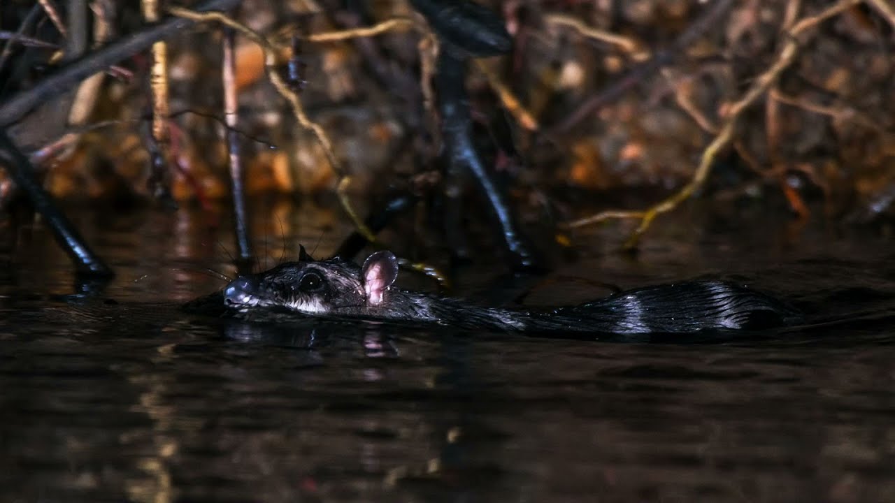 The Rare Water Opossum in Costa Rica