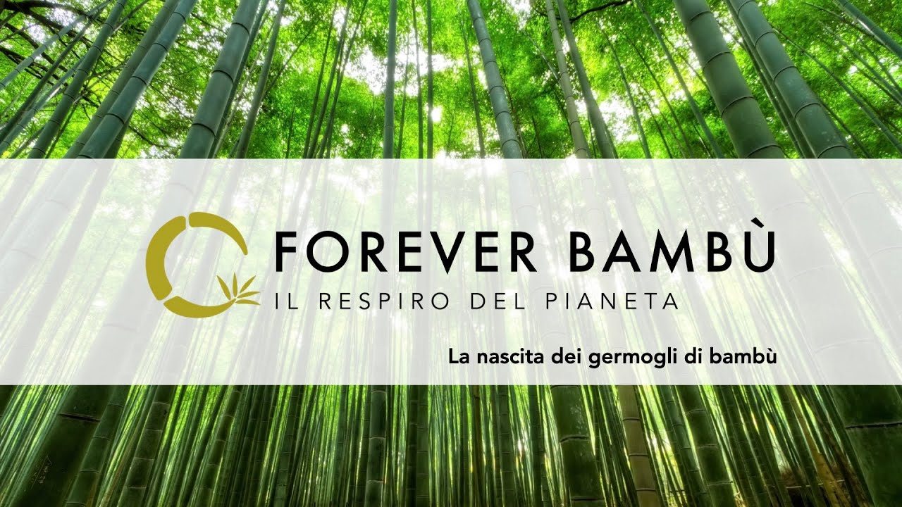 La nascita dei germogli di Bambù