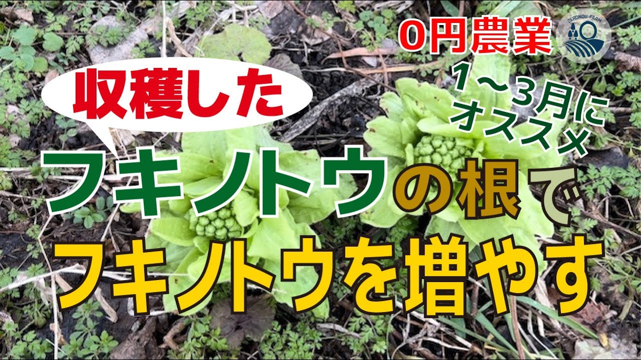 【#30】収穫したフキノトウの根でフキノトウを増やす