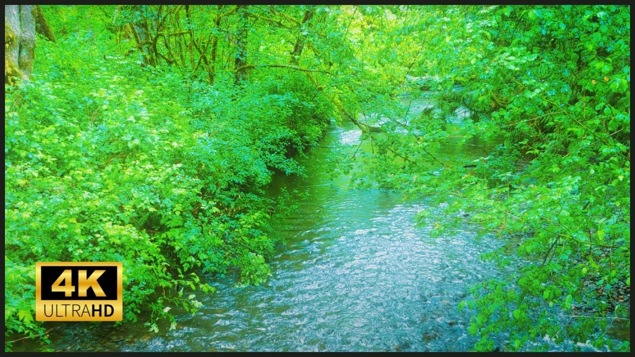 Healing Nature Sounds of Forest Stream | Calm Water Flow for Sleep, Focus, and Relaxation #relaxing