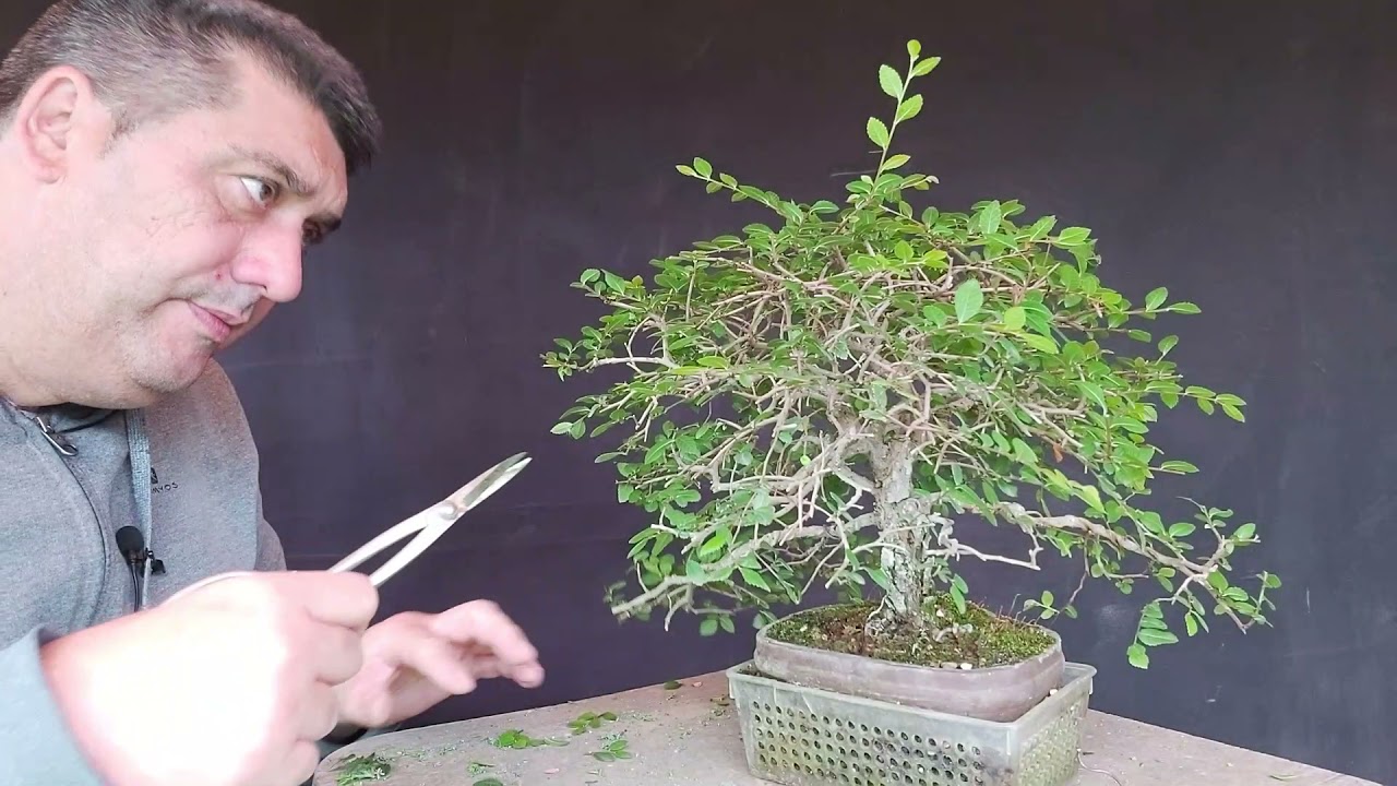 BONSAI OLMO CHINO O ZELKOVA*