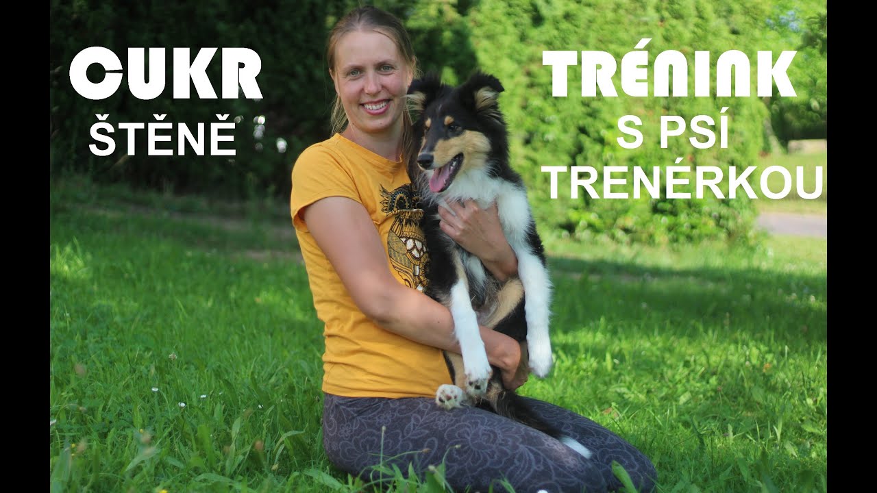 Inspirace na cvičení se štěňátky - Cukr (collie rough)