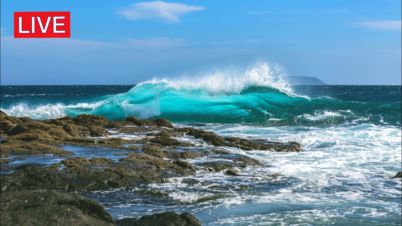 🌷 24/7 Relaxing Music - Ocean Waves - Seagulls - Healing, Sleep Music, Stress Relief, Spa, Relax
