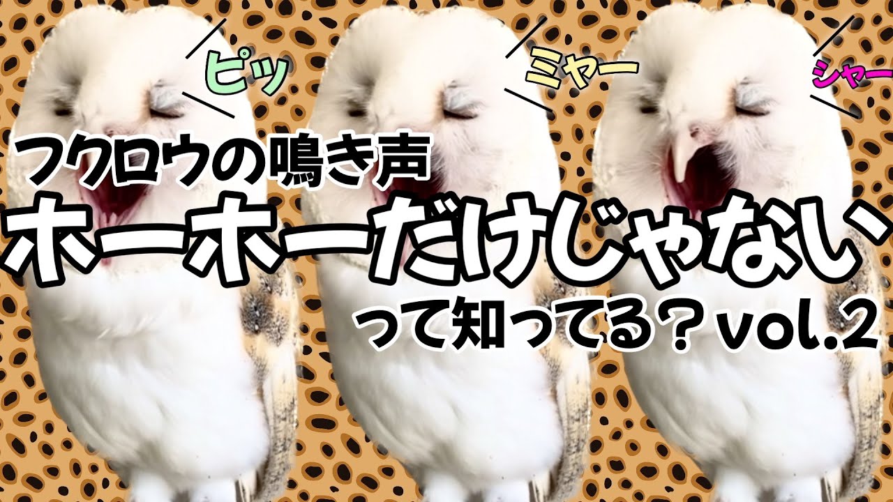 ［フクロウ紹介］フクロウの鳴き声vol.2